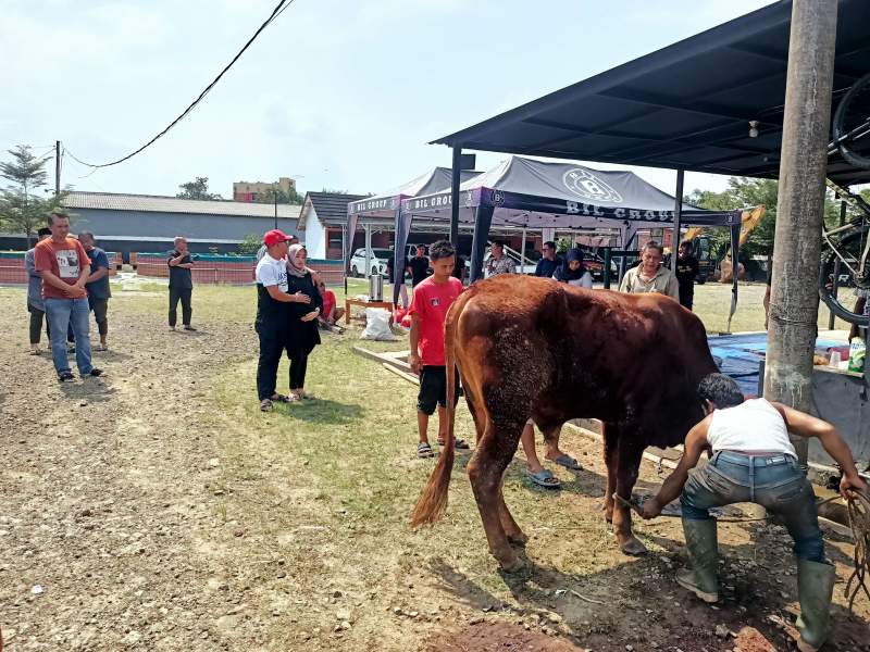 Rayakan Idul Adha 1444 H, Gapensi Kabupaten Lebak Gelar Kurban 11 Ekor Sapi