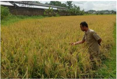 Swasembada Pangan, Pemkab Lebak Kembangkan Varietas Benih Cakrabuana