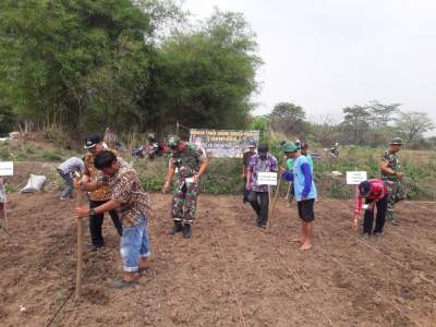 Desa Tobat Lakukan Gerakan Tanam Jagung Hibrida