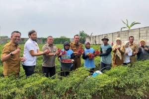 Petani Kota Tangerang Sukses Panen Cabai Merah Keriting