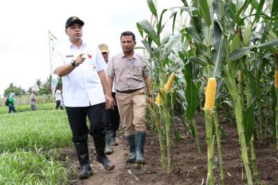 Bupati Zaki Panen Jagung dan Lemon di Teluknaga