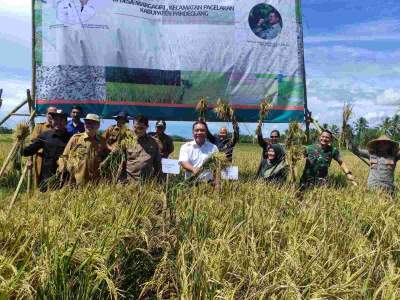 Dandim 0601/Pandeglang Bersama Forkopimda Hadiri Kegiatan Panen Raya