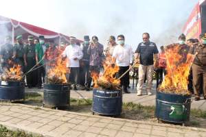 Sebanyak 150 Kg Ganja Dimusnahkan