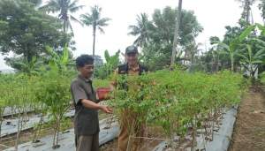 DPKP Kabupaten Tangerang Panen Cabai di Lahan BPP Kaliasin