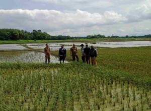 Kerugian Petani Capai Rp344 Juta akibat Banjir, Pemkab Tangerang Usulkan Bantuan Benih Padi