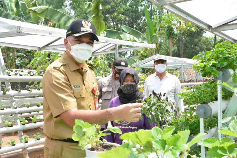 Bupati Tangerang Tinjau Lahan Pertanian Hidroponik Di Tigaraksa