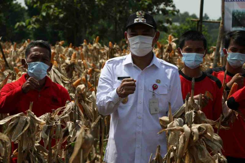 Foto : Wakil Bupati Tangerang H Mad Romli, Panen Raya Jagung Hibrida dan Ikan Lele di Desa Jambe