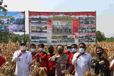 Foto : Kapolresta Tangerang Kombespol Ade Ary Syam Indradi Bersama Forkopimda Panen Raya Jagung Hibrida dan Ikan Lele