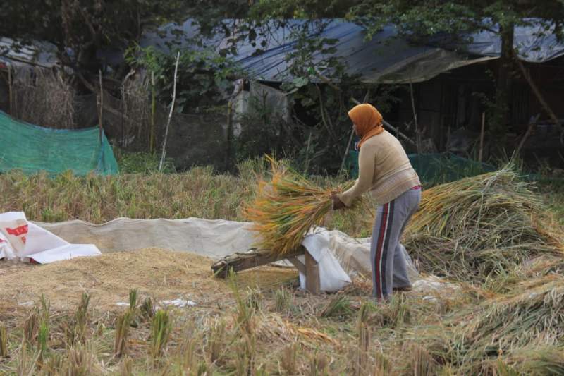 Hindari Gagal Panen, Petani Percepat Panen Padi