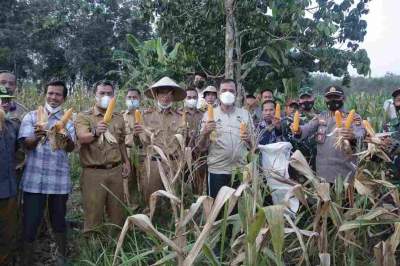 PLH Bupati OKU Silaturahmi Bersama Petani Jagung